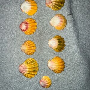 Sunrise shells